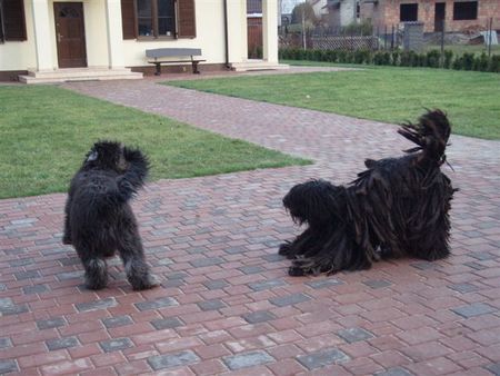 Bergamasker Hirtenhund Bergamasco