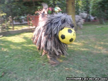 Bergamasker Hirtenhund Balto di Valle Brembana