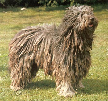 Bergamasker Hirtenhund Hunde Foto 99 Bergamasker Hirtenhund