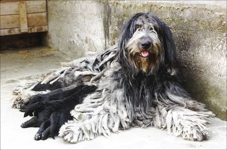 Bergamasker Hirtenhund Hunde Foto 1642 Bergamasker Hirtenhund DIBA DEL PIERVEZ mit Wellpen