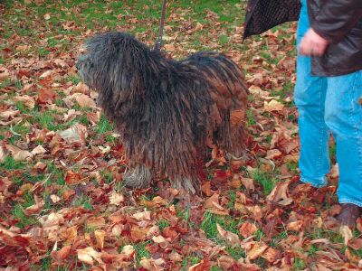 Bergamasker Hirtenhund Hunde Foto 1410 Bergamasker Hirtenhund Ioghi del Piervez