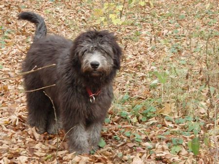 Bergamasker Hirtenhund