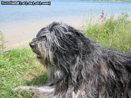 Bergamasker Hirtenhund Fratello z banciarni