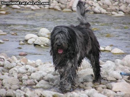 Bergamasker Hirtenhund Fratello, z Banciarni