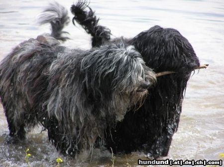 Bergamasker Hirtenhund Fratello,Estro z banciarni