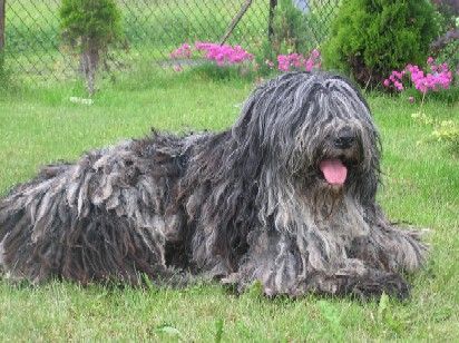 Bergamasker Hirtenhund Hunde Foto 31859 in höherer Auflösung ansehen Bergamasker Hirtenhund