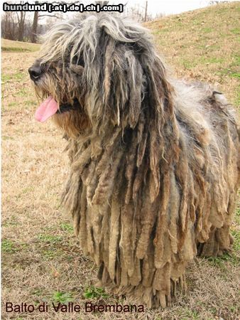 Bergamasker Hirtenhund Italian Champion