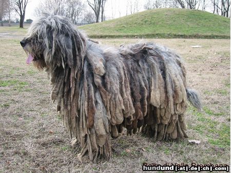 Bergamasker Hirtenhund Italian Champion