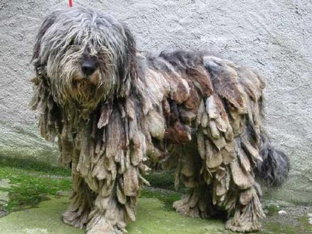 Bergamasker Hirtenhund Hunde Foto 758 Bergamasker Hirtenhund Balto