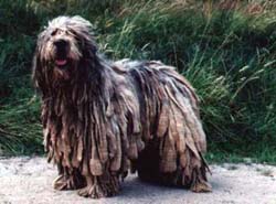 Bergamasker Hirtenhund Hunde Foto 52 Bergamasker Hirtenhund