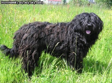 Bergamasker Hirtenhund Champion Polen