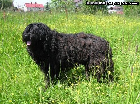 Bergamasker Hirtenhund Champion Polen