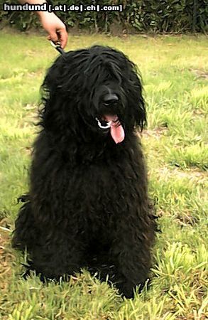 Bergamasker Hirtenhund Hunde Foto 9132 Bergamasker Hirtenhund Estro z Banciarni