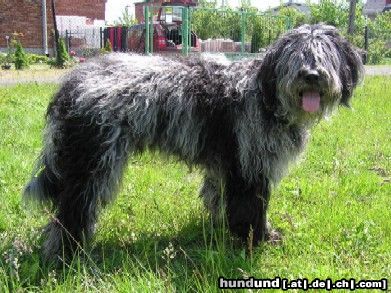 Bergamasker Hirtenhund Fratello 1 Jahr