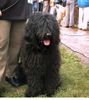 Bergamasker Hirtenhund Foto: Estro z Banciarni (ID 9131) Bergamasker Hirtenhund Hund