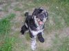 Bergamasker Hirtenhund Foto: noch ein bergamasker (ID 5706) Bergamasker Hirtenhund Hund