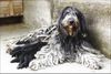 Bergamasker Hirtenhund Foto: DIBA DEL PIERVEZ mit Wellpen (ID 1642) Bergamasker Hirtenhund Hund
