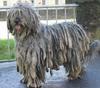 Bergamasker Hirtenhund Foto: Athena (ID 789) Bergamasker Hirtenhund Hund