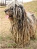 Bergamasker Hirtenhund Foto: Italian Champion (ID 8440) Bergamasker Hirtenhund Hund