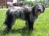 Bergamasker Hirtenhund Foto: Fratello 1 Jahr (ID 11911) Bergamasker Hirtenhund Hund
