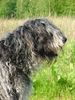 Bergamasker Hirtenhund Foto: Fratello 1 Jahr (ID 11917) Bergamasker Hirtenhund Hund