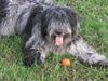 Bergamasker Hirtenhund Foto: Fratello 1 Jahr (ID 11912) Bergamasker Hirtenhund Hund