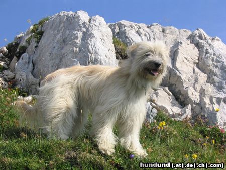 Berger de Pyrénées Hunde Foto 8351 Berger de Pyrénées Celine de la Belle Campagne