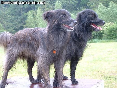 Berger de Pyrénées Face rase Rüden: Baxter & Sohn Bendix