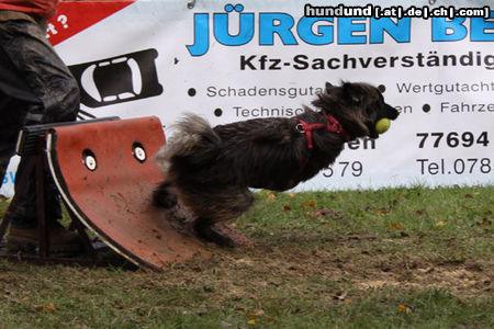 Berger de Pyrénées Elli beim Flyball