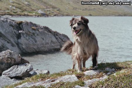 Berger de Pyrénées Kliff des Loubachouns