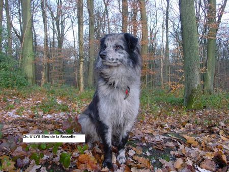 Berger de Pyrénées U'Lys Bleu champion of France