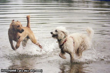 Berger de Pyrénées Thimber und Peggy-Su beim Wettrennen an einem See. Peggy ist ein Pyräenen-Sch. / Thimber ein labrador-Mix. Obwohl er ihr kräftemässig überlegen, ist Sie die Chefin, eben eine Kämpferin