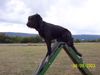 Berger de Pyrénées Hund