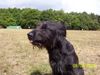 Berger de Pyrénées Foto: Das ist mein Sammy 2 Jahre alt (ID 7090) Berger de Pyrénées Hund