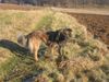 Berger de Pyrénées Hund