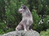 Berger de Pyrénées Foto: Kliff, Harlekin Face Race Berger de Pyrénées (ID 24398) Berger de Pyrénées Hund