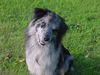 Berger de Pyrénées Foto: U\'Lys Bleu champion of France (ID 33541) Berger de Pyrénées Hund