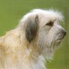 Berger de Pyrénées Langhaariger Schlag, Pyrenäenberghund, Chien des Pyrénéés Berger de Pyrénées Langhaariger Schlag, Pyrenäenberghund, Chien des Pyrénéés