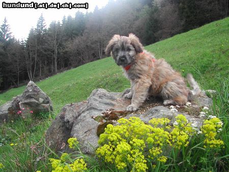 Berger de Pyrénées Langhaariger Schlag Hunde Foto 11916 Berger de Pyrénées Langhaariger Schlag Baquero de la vieille chapelle