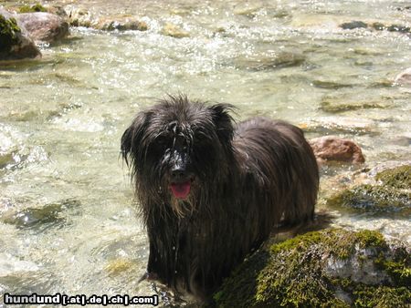 Berger de Pyrénées Langhaariger Schlag Hunde Foto 15610 in höherer Auflösung ansehen Berger de Pyrénées Langhaariger Schlag Danoise blue de la vallee du mouton
