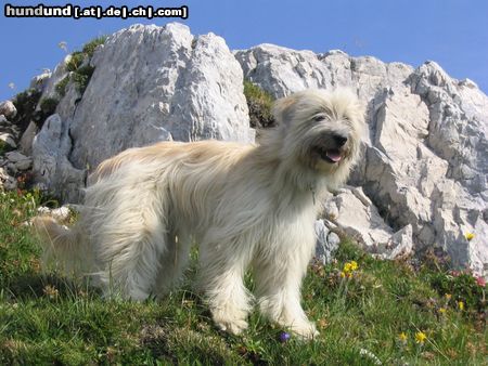 Berger de Pyrénées Langhaariger Schlag Hunde Foto 4742 Berger de Pyrénées Langhaariger Schlag Celine de la belle campagne