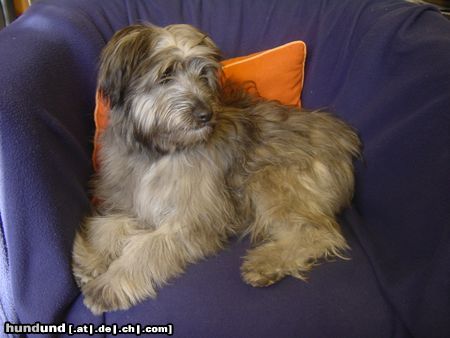 Berger de Pyrénées Langhaariger Schlag Hunde Foto 15291 in höherer Auflösung ansehen Berger de Pyrénées Langhaariger Schlag Annabelle de la petite Xarella (Frieda)