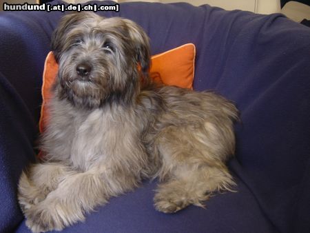 Berger de Pyrénées Langhaariger Schlag Hunde Foto 15290 in höherer Auflösung ansehen Berger de Pyrénées Langhaariger Schlag Annabelle de la petite Xarella (Frieda)