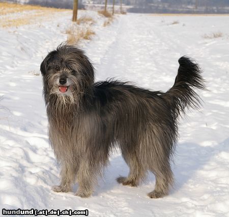 Berger de Pyrénées Langhaariger Schlag Gil du petit filou