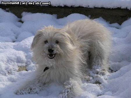 Berger de Pyrénées Langhaariger Schlag Hunde Foto 16924 Berger de Pyrénées Langhaariger Schlag Amadé im Schnee