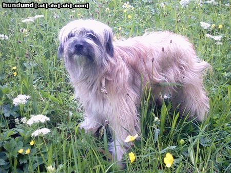 Berger de Pyrénées Langhaariger Schlag Hunde Foto 12199 Berger de Pyrénées Langhaariger Schlag friponne de la vallee du mouton