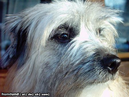 Berger de Pyrénées Langhaariger Schlag Hunde Foto 9946 Berger de Pyrénées Langhaariger Schlag Friponne de la Vallee du Mouton