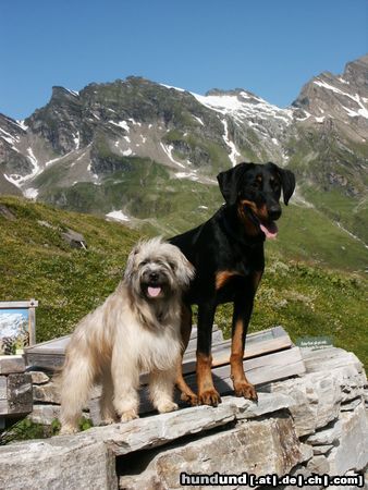 Berger de Pyrénées Langhaariger Schlag friponne de la valle du mouton und eve le bijou noir de la montagne