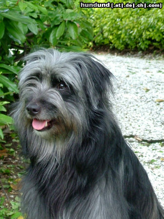 Berger de Pyrénées Langhaariger Schlag Hunde Foto 24626 Berger de Pyrénées Langhaariger Schlag Unac de la Vallee du Mouton