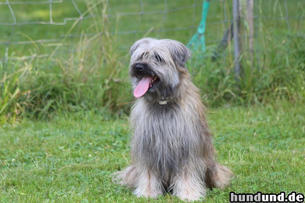 Berger de Pyrénées Langhaariger Schlag Cedric Animée du Chien